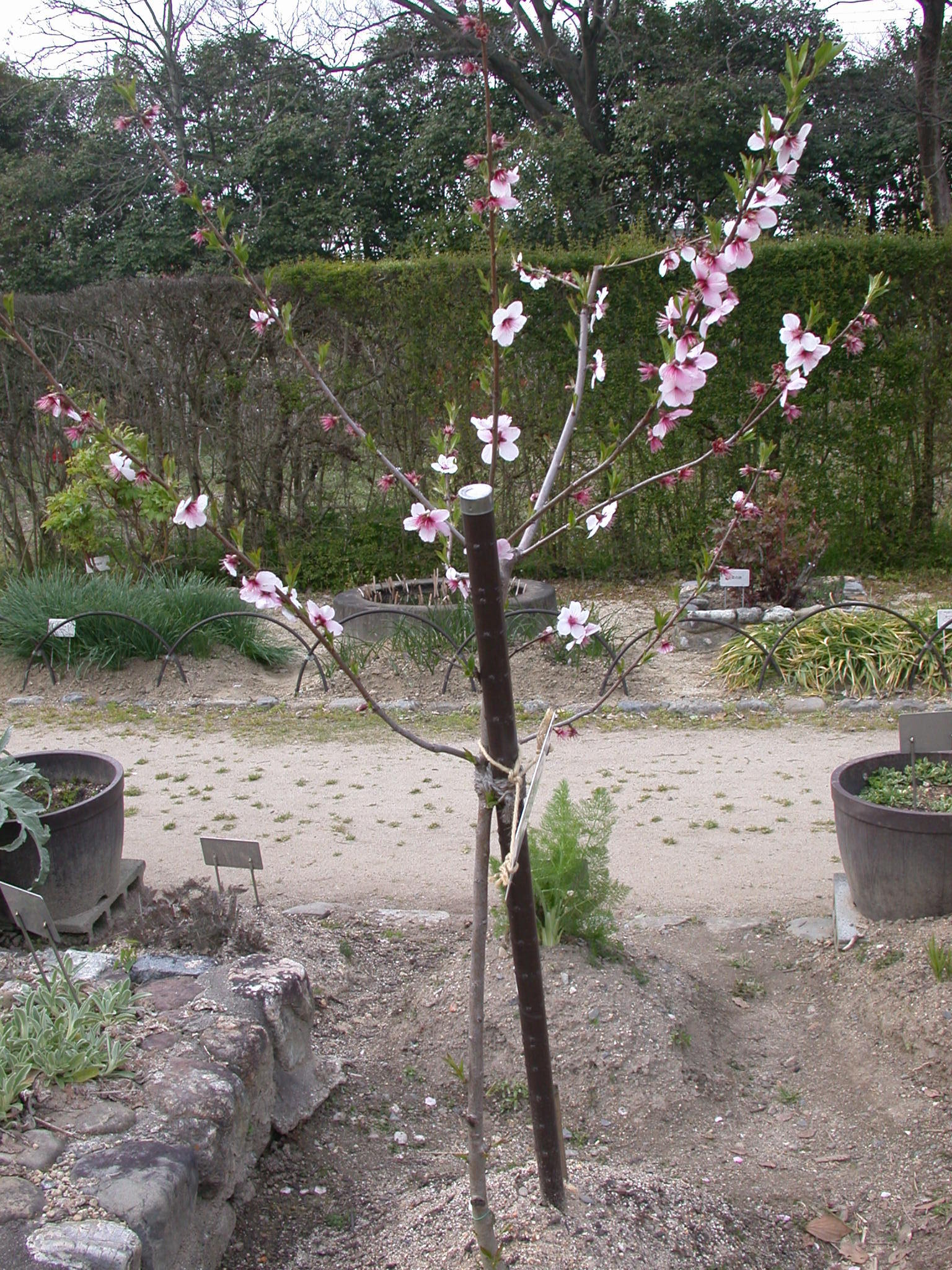桃の木の栽培と育て方 初心者でもできる栽培の方法とコツを紹介 暮らし の