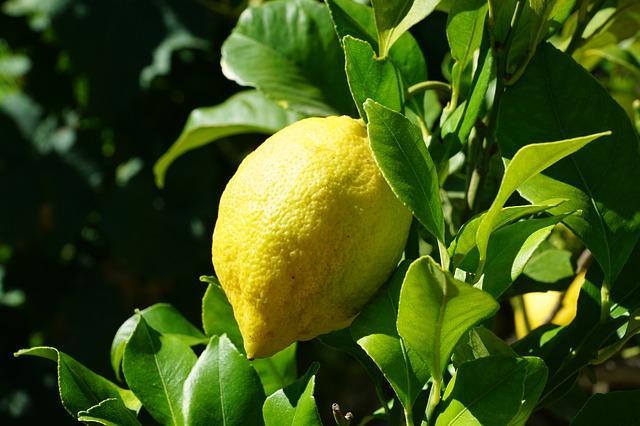 レモンの木の育て方入門編 鉢植えで育てる栽培のコツをご紹介 暮らし の