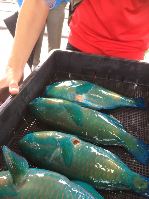 沖縄釣りの釣果情報 釣れる魚と釣り方のポイントをご紹介 暮らし の
