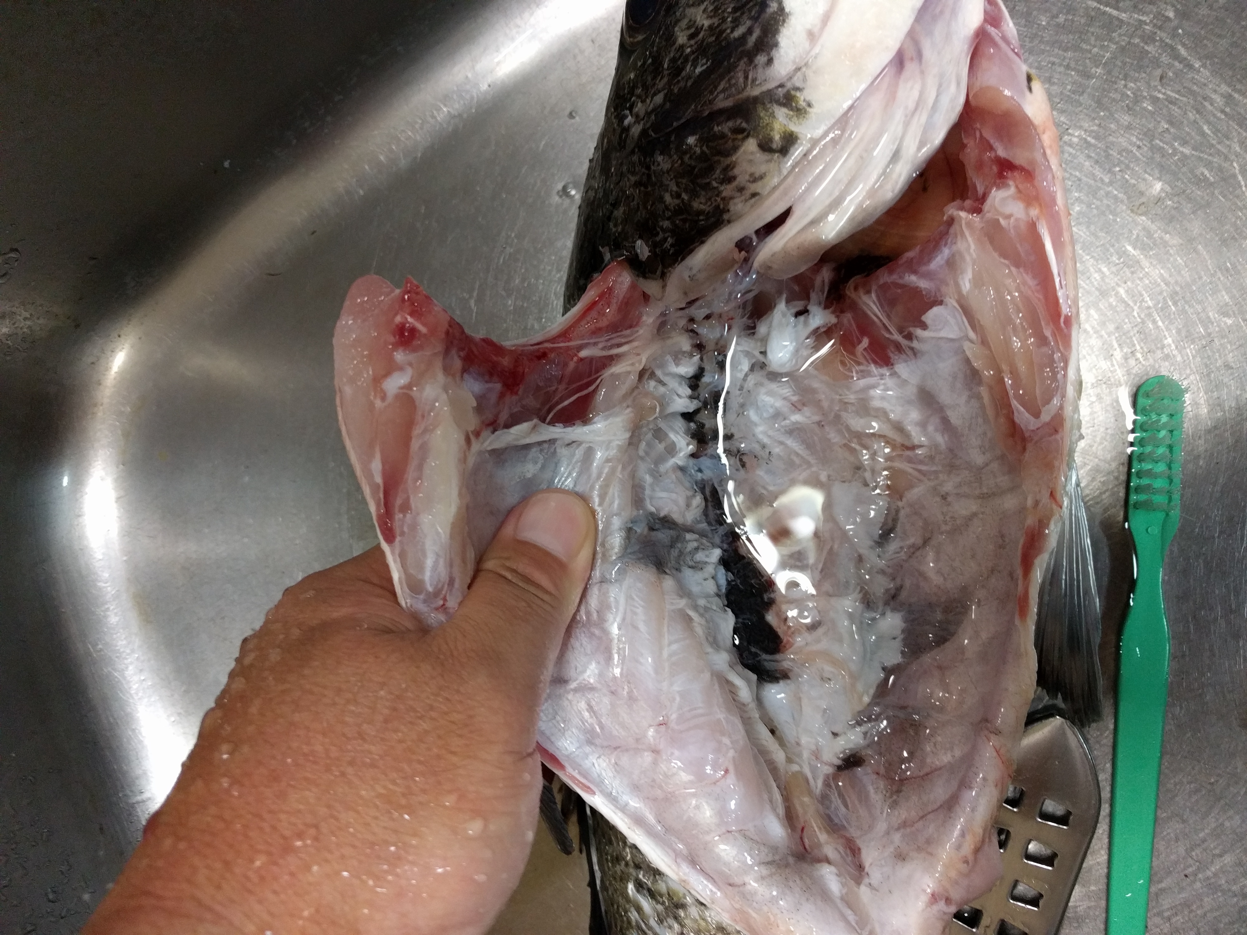 チヌ 黒鯛 のおすすめ料理4選 釣り人必見の締め方合わせてご紹介 暮らし の