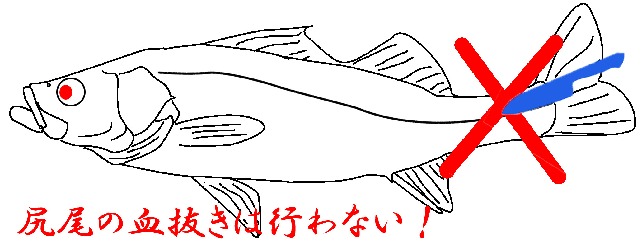 魚の締め方ガイド 釣った魚を持ち帰る際の正しい締め方をご紹介 Kurashi No
