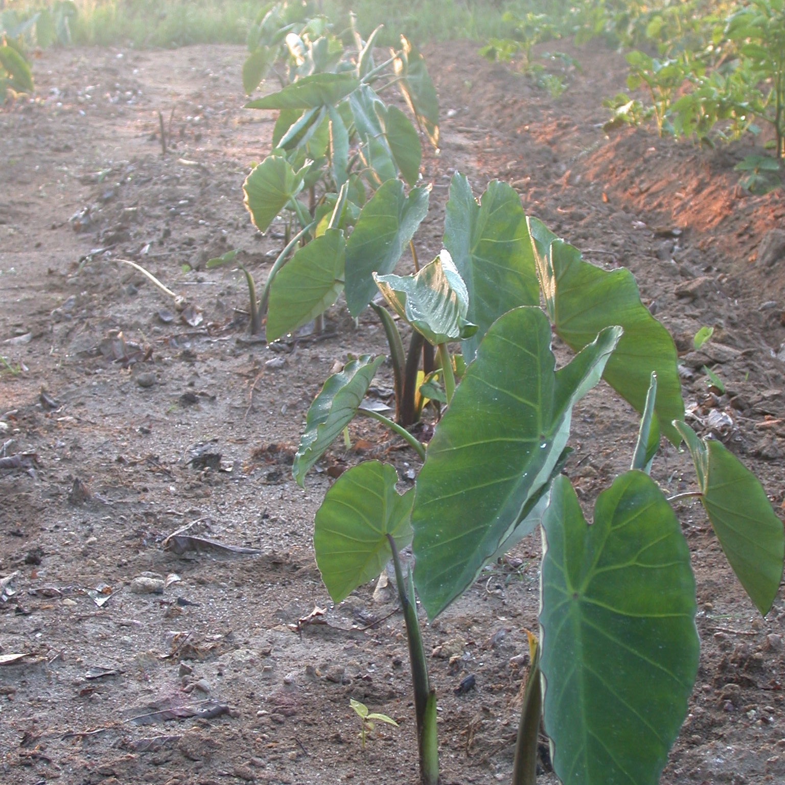 里芋 サトイモ の育て方 夏場は水やりの量と頻度に注意して毎年収穫を楽しもう 暮らし の