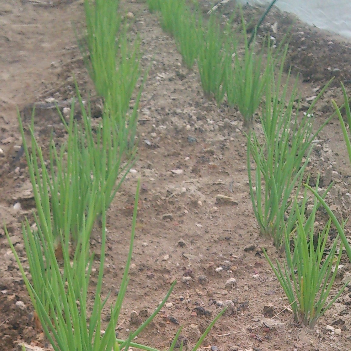 初心者向け わけぎ 分葱 の簡単な栽培方法を伝授 注意すべき病気 害虫対策も Kurashi No