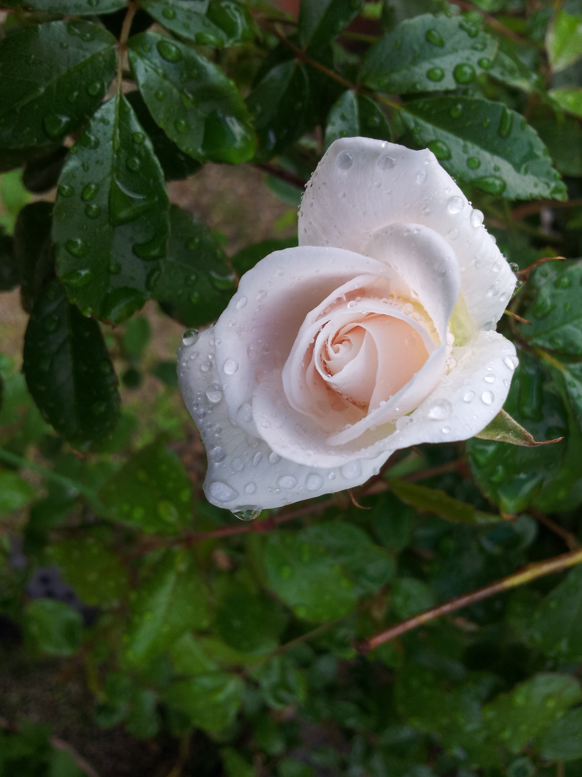 アイスバーグ バラ とは 育て方や美しく咲かせる5つのポイントもご紹介 暮らし の