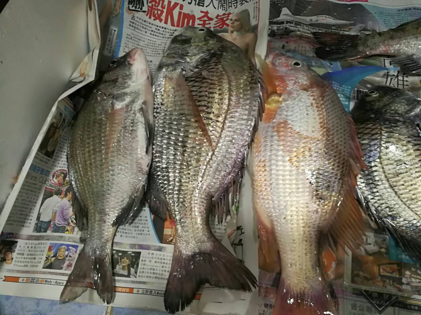 マダイ タイ の生態や基本情報まとめ 魚図鑑 Kurashi No