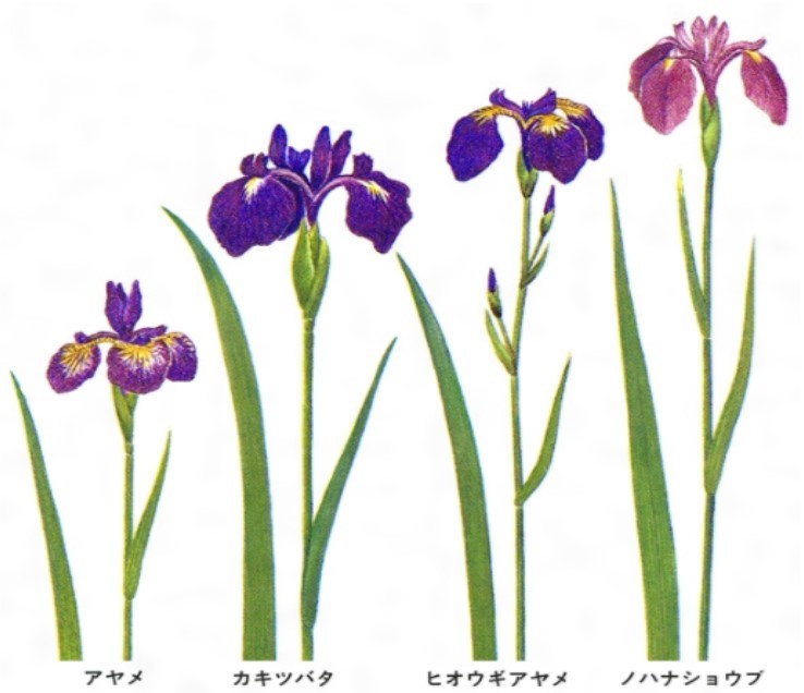 カキツバタの花言葉 日本人に愛されるカキツバタの魅力を詳しくご紹介 Kurashi No
