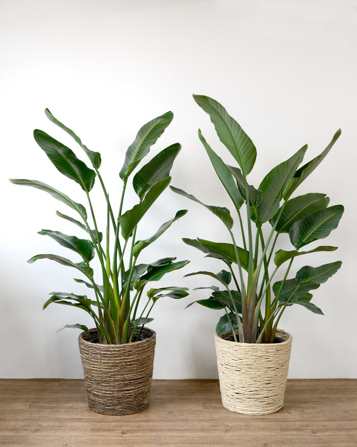 観葉植物オーガスタ ストレリチアニコライ の育て方 元気に育てる３つのポイント 暮らし の