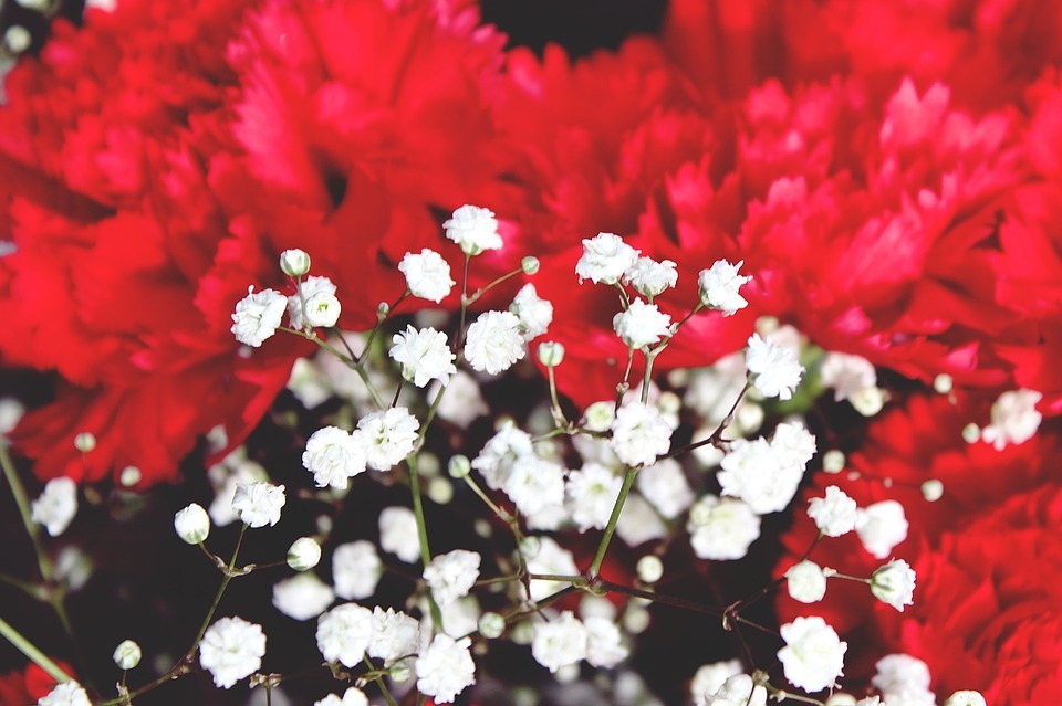 永遠の愛 を誓う カスミソウの花束に込められた花言葉の意味とは 暮らし の