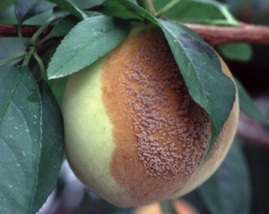 美味しい桃 モモ の育て方 植え付けの時期や収穫のタイミングをご紹介 暮らし の