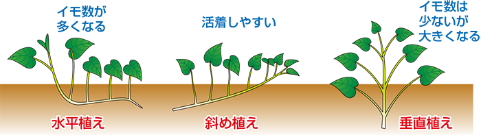 安納芋とは 人気を集める安納芋の食べ方や栽培方法まとめ 植物図鑑 暮らし の