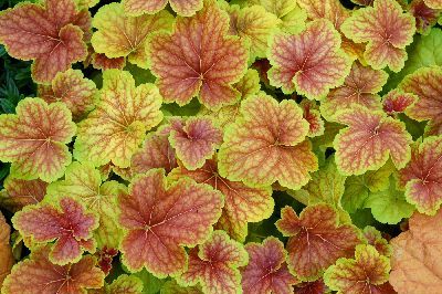 葉色が多彩 ヒューケラの育て方 株分けの時期や寄せ植えの方法とは 暮らし の