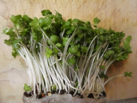 超簡単 ブロッコリースプラウトの育て方と栽培方法 種から育てるとお得 暮らし の