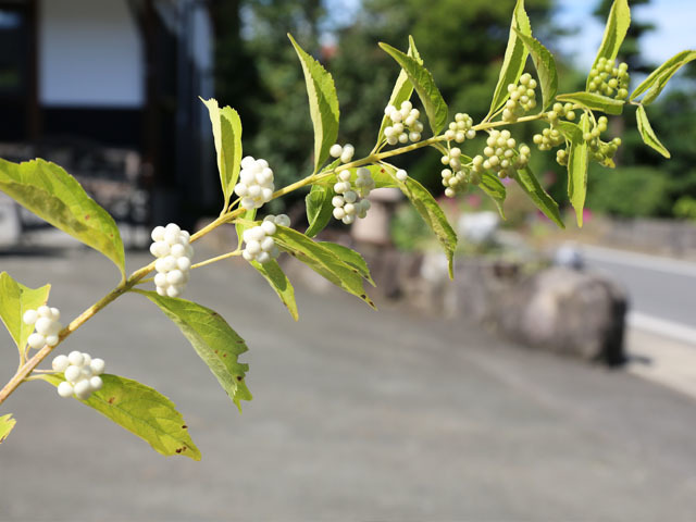コムラサキとは 花や実の特徴や育て方を解説 見頃の季節はいつ 暮らし の