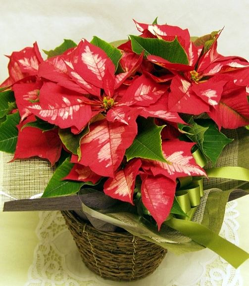 ポインセチアの花言葉や種類を解説 クリスマスに人気なのは赤や白 暮らし の