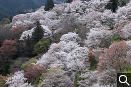 下千本の千本桜