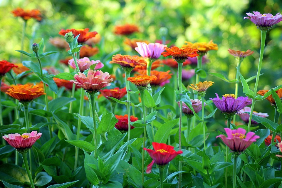 夏の花の種類17選 日本の夏の暑さや日差しに強く育てやすい人気品種をご紹介 暮らし の
