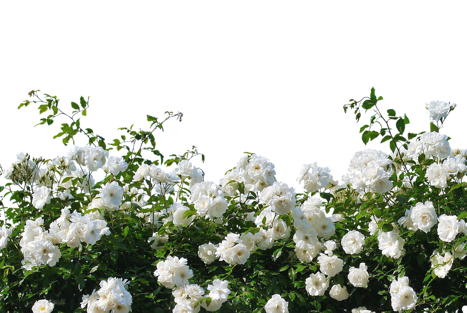 バラの育て方 初心者にでも簡単なバラ6選と鉢植えや栽培のコツもご紹介 暮らし の