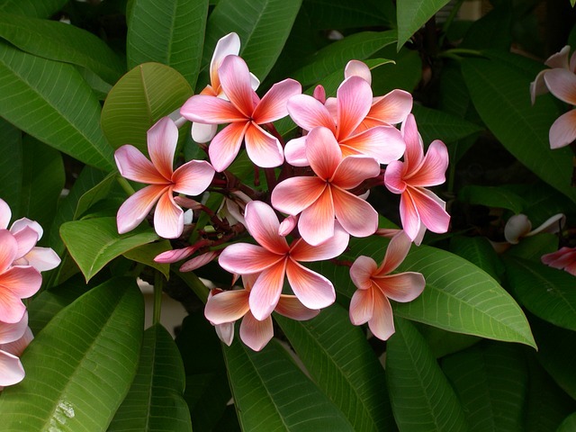 運命的な 咲く スタウト ハワイ 語 美しい 花 実質的 時計回り 商人