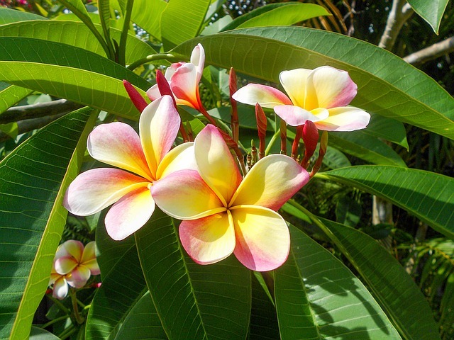 プルメリアの花言葉 意味や由来は 開花の時期 ハワイ語との関係もご紹介 暮らし の