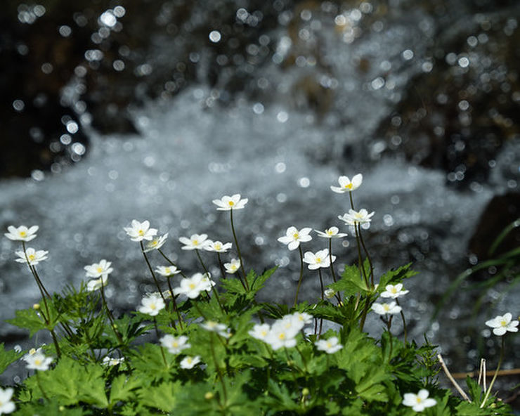 長野の小川と花