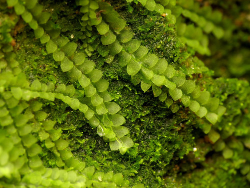 苔の種類と見分け方を解説 苔テラリウムや盆栽で人気の高い苔図鑑 暮らし の
