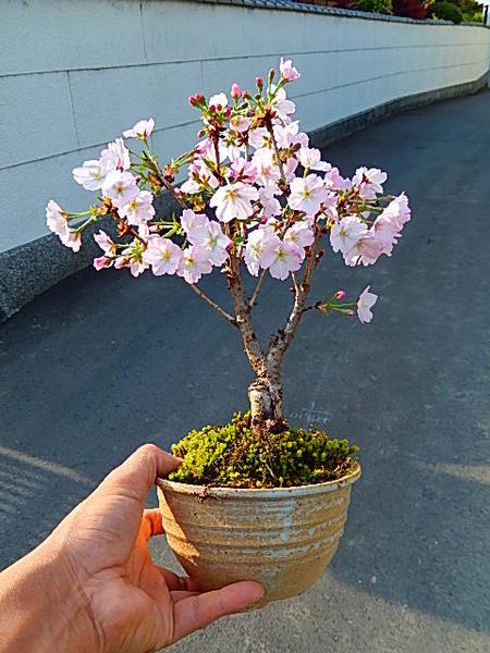 桜盆栽の育て方ガイド 水やりや剪定 植え替えなど手入れの6つのコツを解説 暮らし の