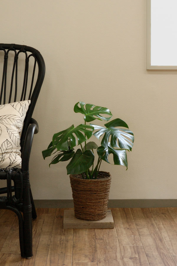 おしゃれな観葉植物おすすめ16選 素敵な部屋に飾りたいインテリア向けを厳選 暮らし の
