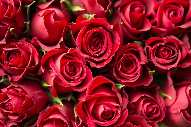 白薔薇の花言葉の意味は 色によって違う意味や贈るときの注意点をご紹介 暮らし の