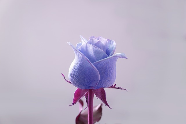 白薔薇の花言葉の意味は 色によって違う意味や贈るときの注意点をご紹介 Kurashi No