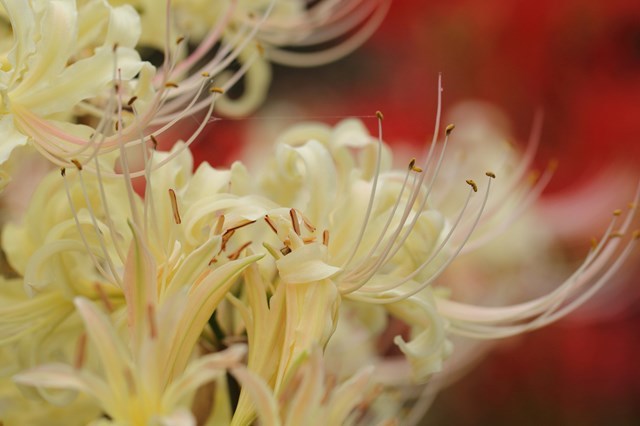 白い彼岸花は何が違う 種類の特徴や名前 色ごとの花言葉もご紹介 暮らし の