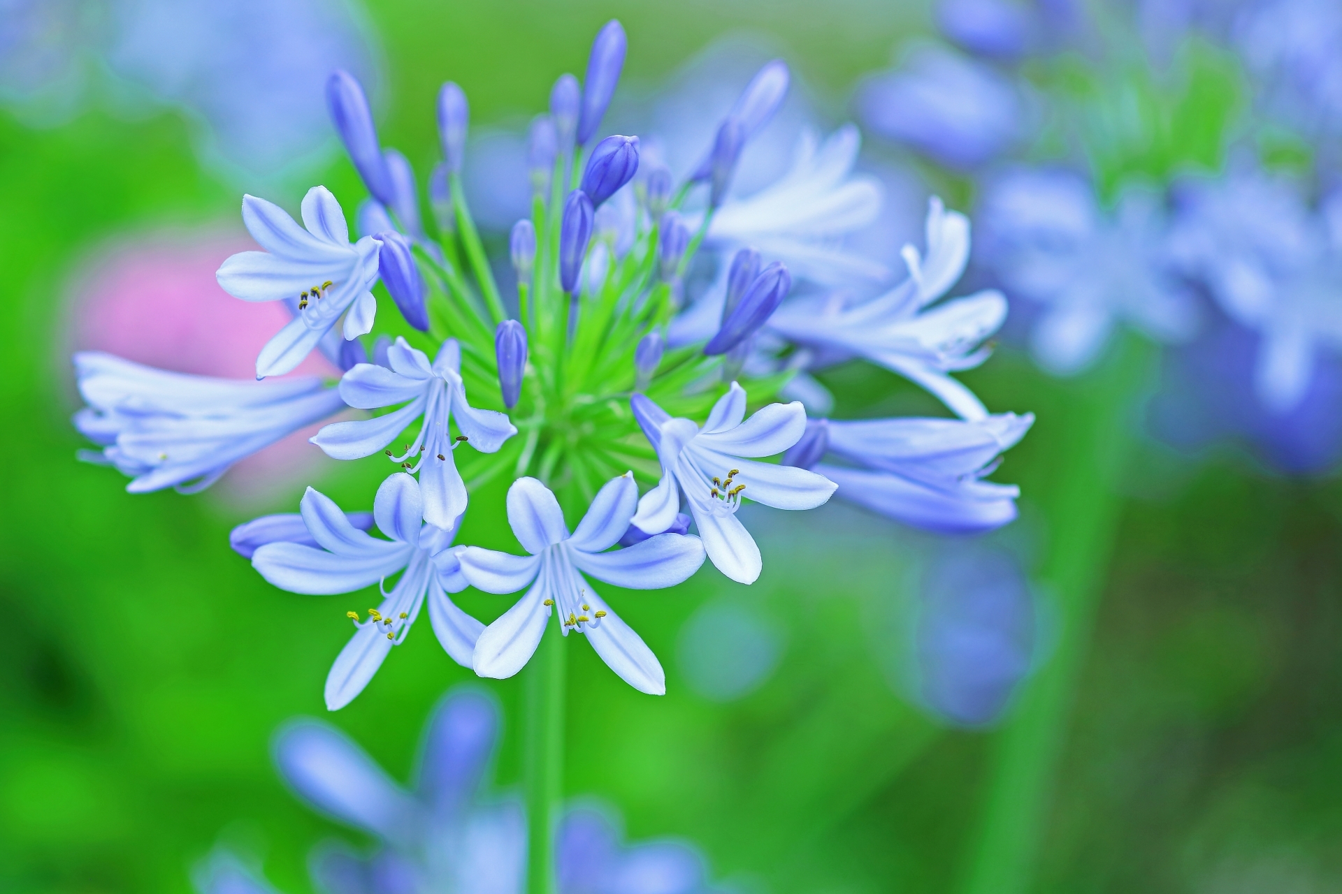 アガパンサスの花言葉は 色ごとの意味や由来と花の見た目や特徴をご紹介 暮らし の