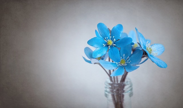 日本に咲く 青い花の種類13選 人気品種の名前や花言葉もご紹介 暮らし の