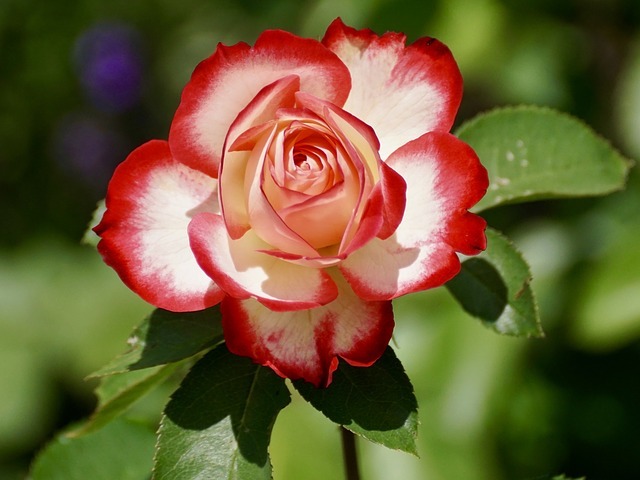 薔薇の種類16選 有名 珍しい品種の花びらの特徴や花言葉の意味まで解説 暮らし の
