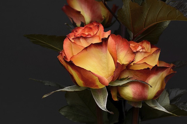 薔薇の種類16選 有名 珍しい品種の花びらの特徴や花言葉の意味まで解説 暮らし の