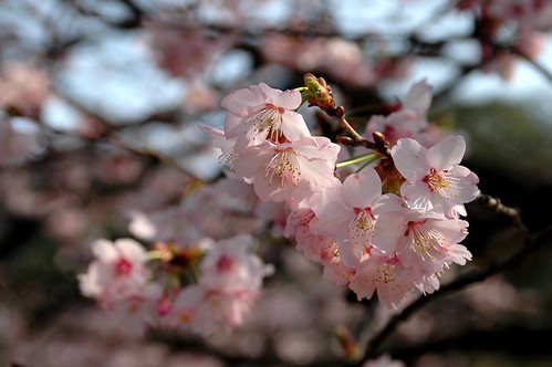 桜の挿し木での増やし方と育て方のコツ 時期や発根させるための方法を解説 暮らし の