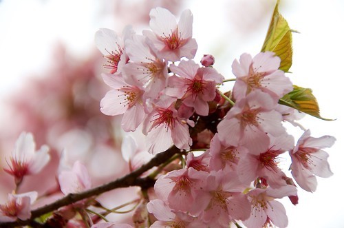 桜の挿し木での増やし方と育て方のコツ 時期や発根させるための方法を解説 暮らし の