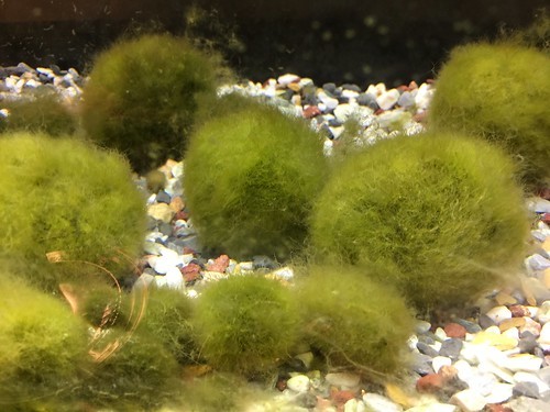 まりも 毬藻 の育て方 水槽の水換え方法や飼い方のコツもご紹介 暮らし の
