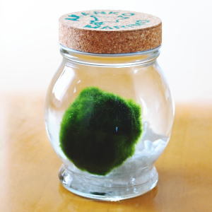 まりも 毬藻 の育て方 水槽の水換え方法や飼い方のコツもご紹介 Kurashi No