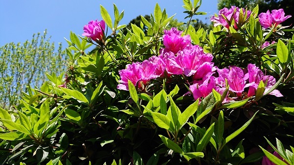 オオムラサキツツジの特徴は 種類の違いや開花時期 花言葉などをご紹介 暮らし の