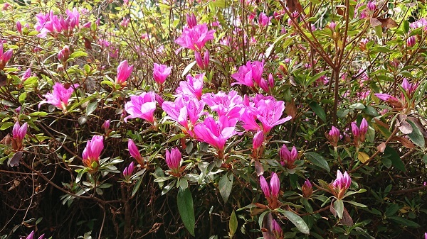 オオムラサキツツジの特徴は 種類の違いや開花時期 花言葉などをご紹介 暮らし の