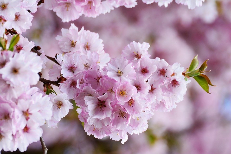 岐阜の桜の名所12選 ピクニックにも最適な人気公園情報も 暮らし の