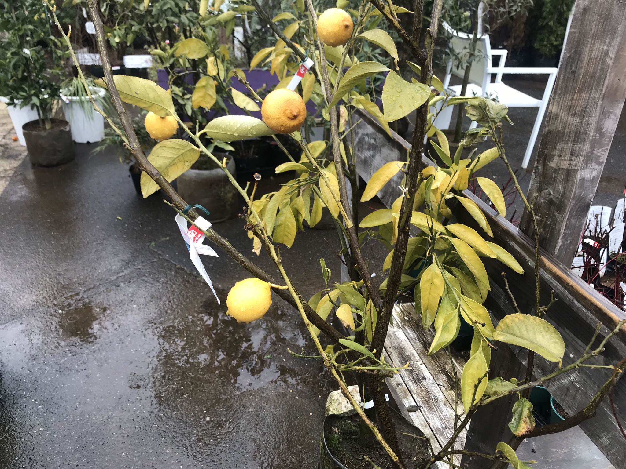 レモン の 木 の 剪定 の 仕方