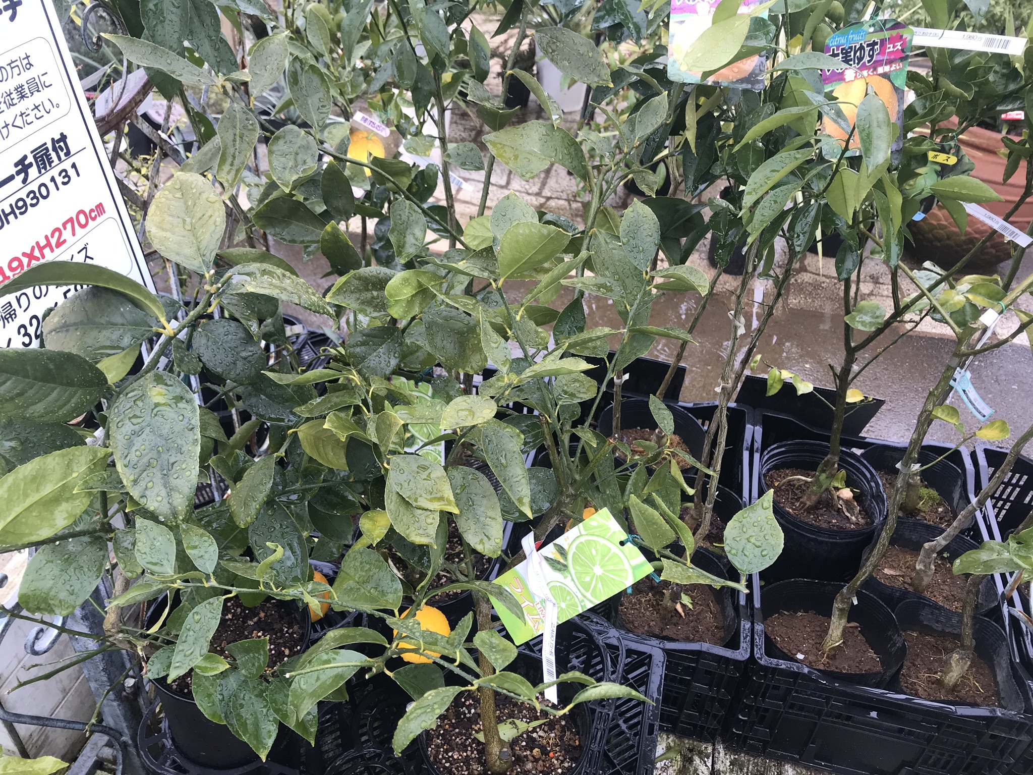 レモンの木の育て方 植え替えや剪定など栽培のコツを解説 摘果の必要性についても 暮らし の