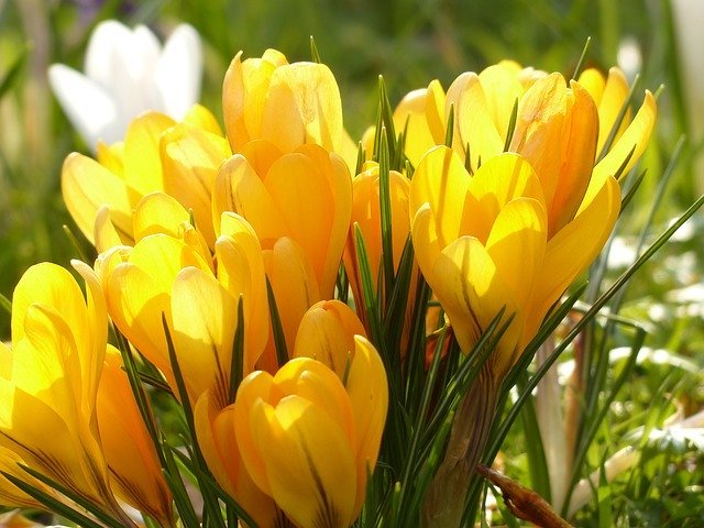 クロッカスの花言葉は 言葉の意味や由来と見頃の季節などの基本情報を解説 暮らし の