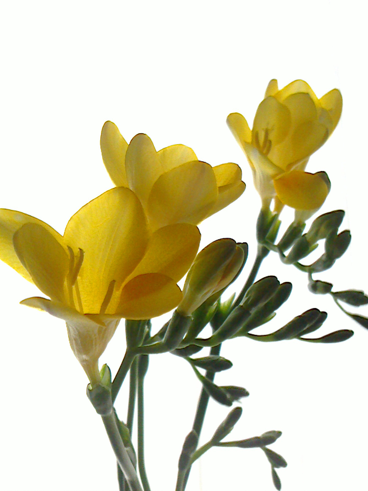 連載 素敵に門出を祝える春の花フリージア 色別の花言葉とその理由や伝説について解説 暮らし の