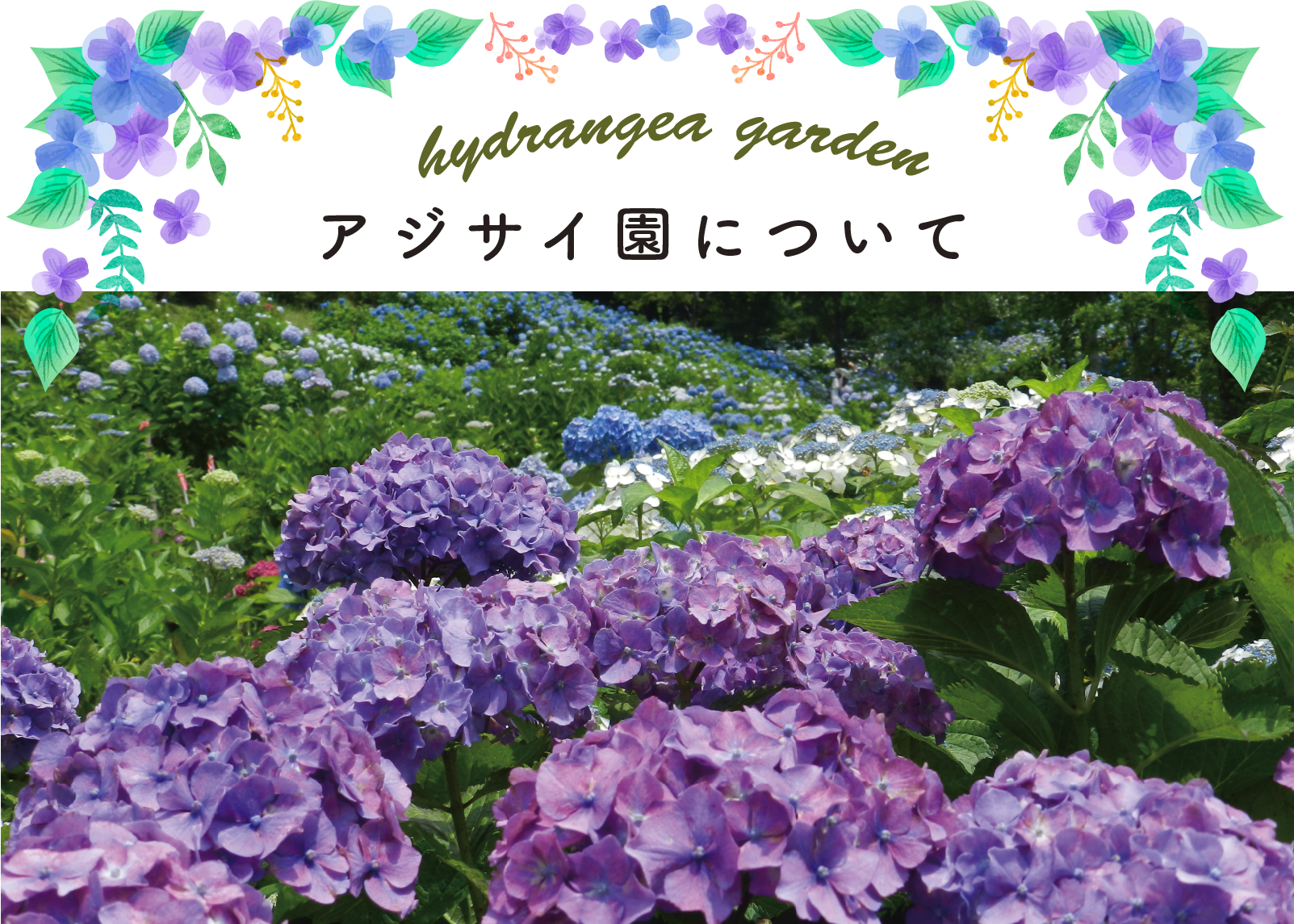 21関西版 紫陽花の絶景名所ランキング13 見頃を知って 観光の思い出に 暮らし の