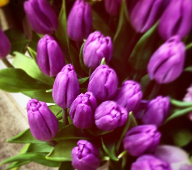 春夏秋冬別 紫色の花を総まとめ 人気な花からレアな花まで一挙大公開 暮らし の