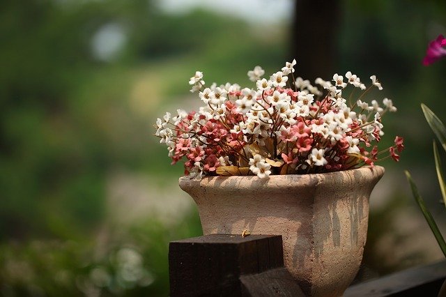 連載 室内でも楽しめる鉢植えはどれ 初心者にもおすすめの春の花鉢をご紹介 暮らし の