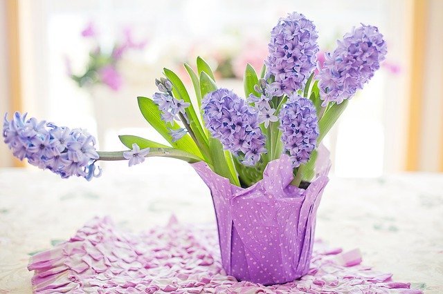 連載 室内でも楽しめる鉢植えはどれ 初心者にもおすすめの春の花鉢をご紹介 暮らし の