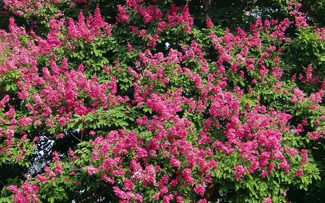 サルスベリ 百日紅 の花言葉は その由来や特徴 開花時期もご紹介 暮らし の